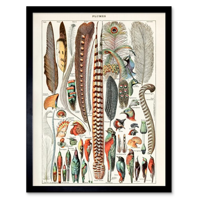 "Millot Encyclopedia Page Birds Feathers Plumage 12x16"" Framed Wall Art Print"