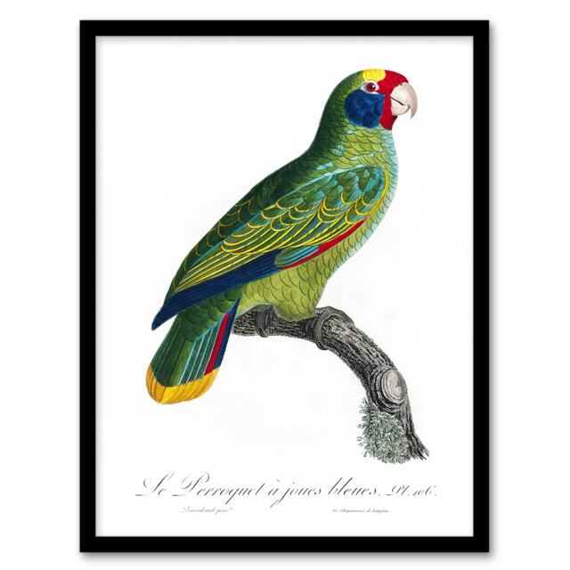 "Red And Blue Amazon Parrot Levaillant Framed Wall Art Print 12X16"""