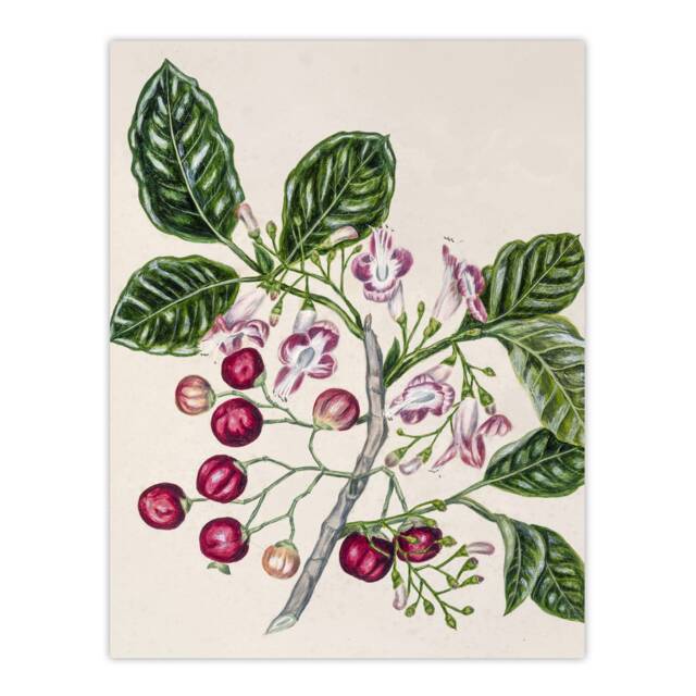 "New Zealand Puriri Vitex Lucens Flowers Featon Wall Art Poster Print 12X16"""