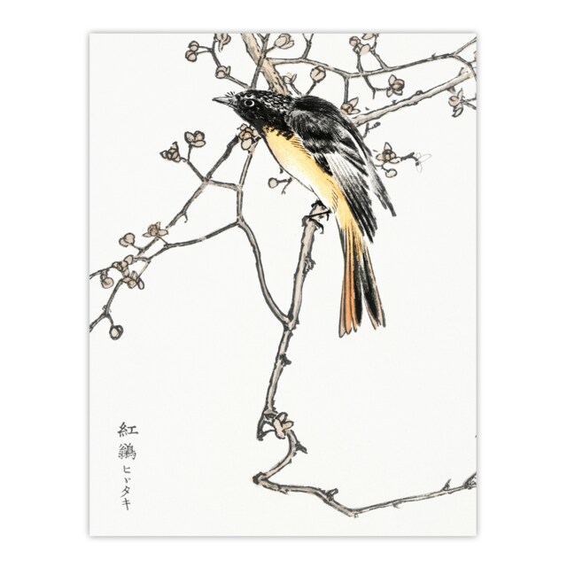 "Siberian Blue Tail Bird Japanese Japanese Wall Art Print Kashu 12x16"""
