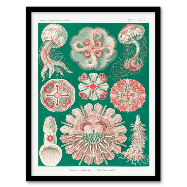 Haeckel Framed Wall Art Green Pink Vintage Jellyfish Illustration Home Décor