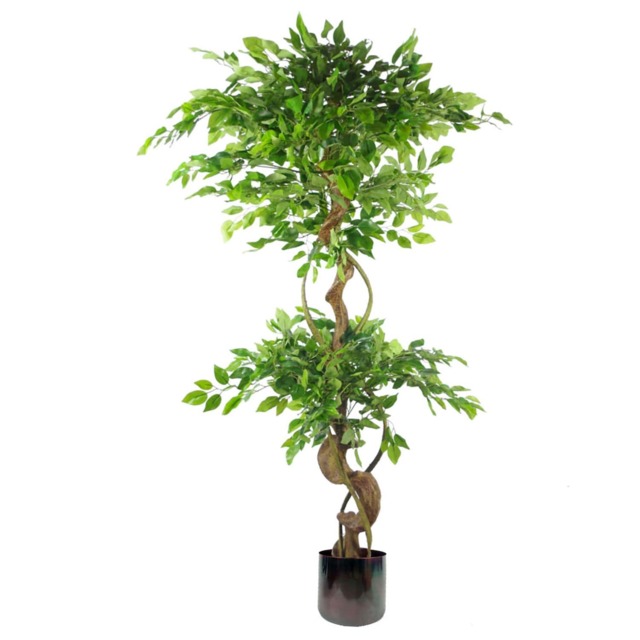 Japanese Fruticosa Ficus Tree Rainbow Planter 150cm Twisted Trunk Artificial Botanik Green 5ft