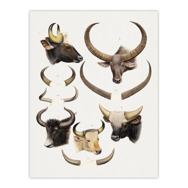 Bovine Animal Horns Vintage Illustration Lydekker Wall Art Poster Print