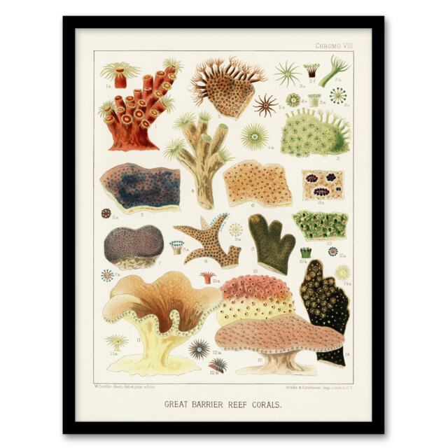 "Great Barrier Reef Corals Illustration Kent Framed Wall Art Print 12X16"""