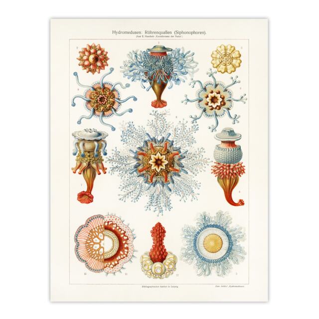 Marine Jellyfish in sea colourful Haeckel Vintage Huge Wall Art Print 18X24 In