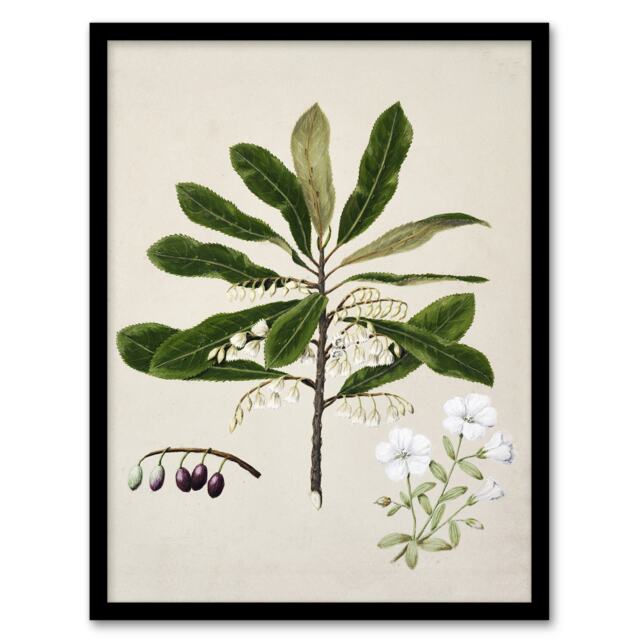 "New Zealand Rauhuia and Hinau Flowers Featon Framed Wall Art Print 12X16"""