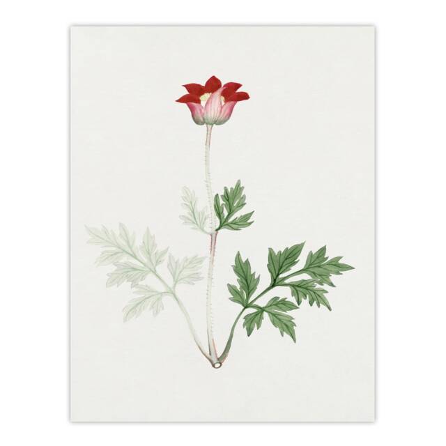 "Red Bloom Flower Vintage Japan Wall Art Print Japanese Botanical 24x32"""
