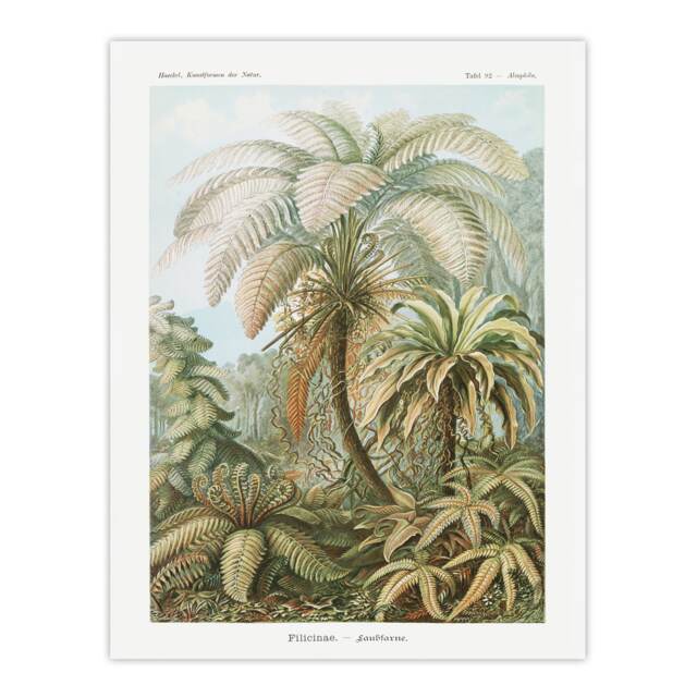 "Tropical Nature Filicinae Fern Plants Haeckel Wall Art Poster Print 12X16"""