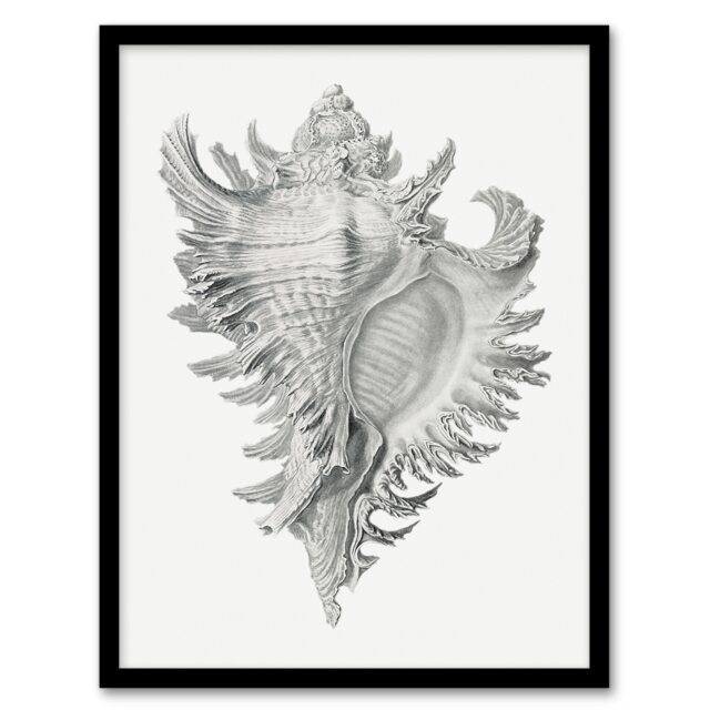 "Whelk Sea Snail Shell Drawing Haeckel Botanical Framed Wall Art Print 12X16"""