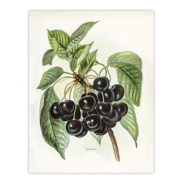 "Vintage Artwork of Early Rivers Cherries Wright Wall Art Poster Print 24X32"""