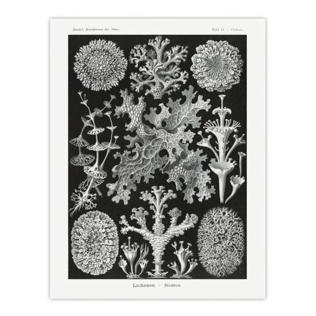 Lichen Species Vintage Haeckel Botanical Huge Wall Art Print 18X24 In