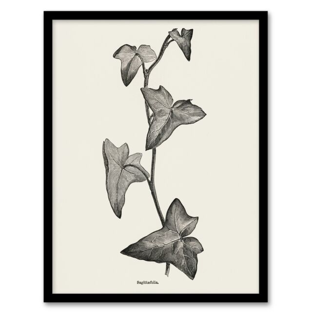 "Vintage Botanical Sagittifolia Ivy Hibberd Framed Wall Art Print 12X16"""