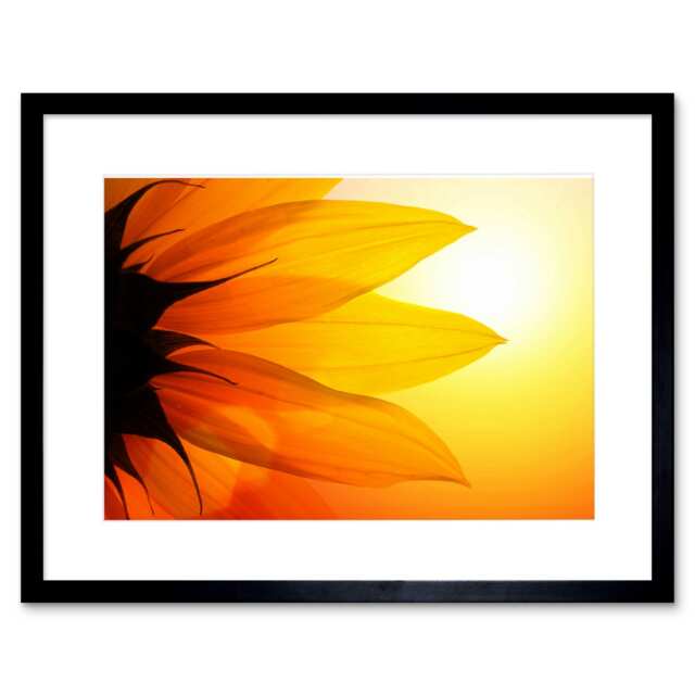 "Sunflower Petals Close Up 9x7"" Black Framed Wall Art Print"