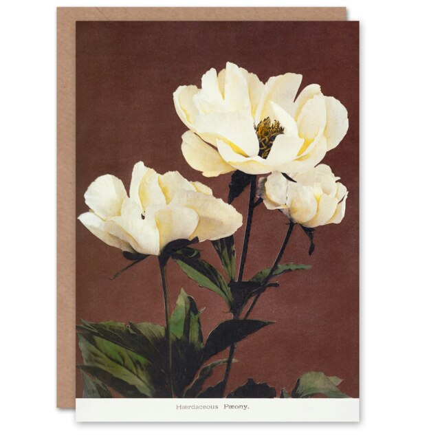 Ogawa Kazumasa Japanese Art Card White Herbaceous Peony Flowers