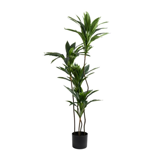 120Cm Real Touch Green Dracaena in Black Plastic Pot Green One Size