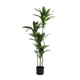 120Cm Real Touch Green Dracaena in Black Plastic Pot Green One Size