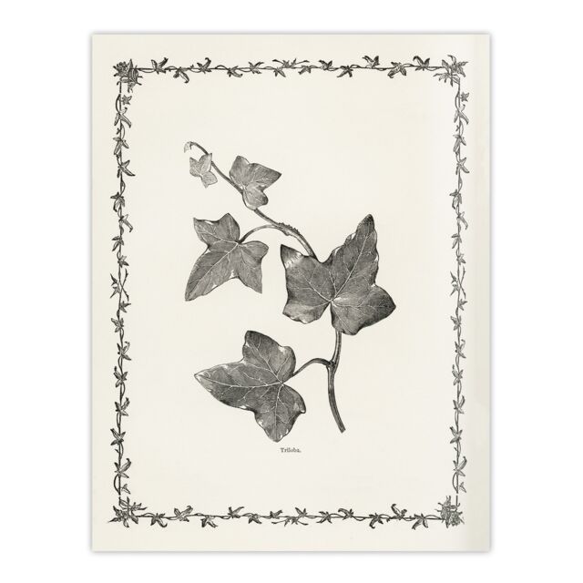 Vintage Botanical Ipomoea Triloba Leaves Hibberd Huge Wall Art Print 18X24 In