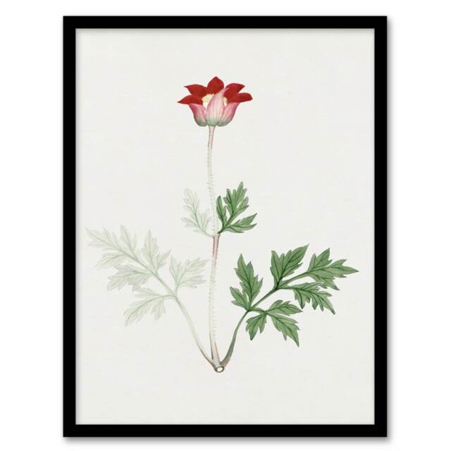 "Red Bloom Flower Vintage Japan Framed Wall Art Print Japanese Botanical 12x16"""