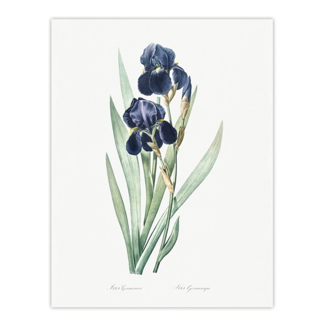 Bearded Iris Botanical Redoute Vintage Huge Wall Art Print 18X24 In