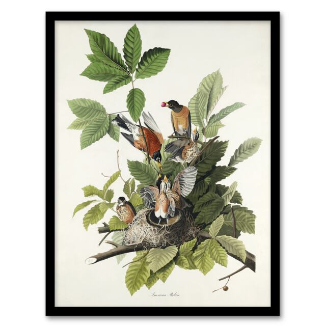 "American Robin Birds Nest Audubon Nature Framed Wall Art Print 12X16"""