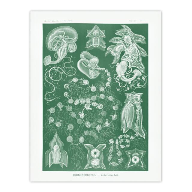 "Siphonophorae Vintage Marine Haeckel Botanical Huge Wall Art Poster Print 24X32"""