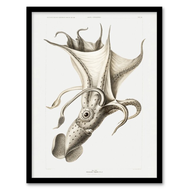 "cockeyed squid illustration Carl Chun Framed Wall Art Print 12X16"""