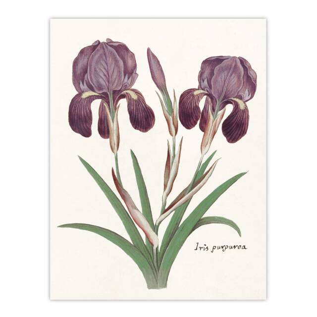 Purple iris germanica Anselmus de Boodt Huge Wall Art Print 18X24 In