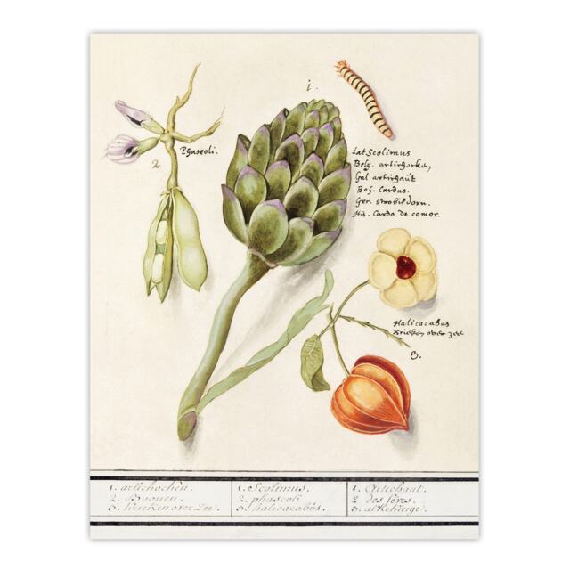 Artichoke Broad beans and Groundcherry de Boodt Huge Wall Art Print 18X24 In