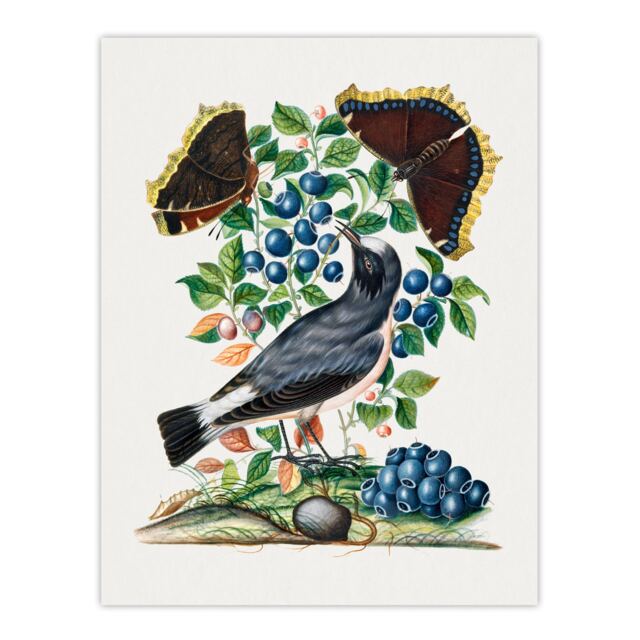 Northern Wheatear and Mourning Cloak Bolton Huge Wall Art Poster Print