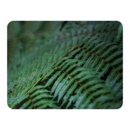 grren leaves pattern and texture at Indonesia Designer Blanket Multi