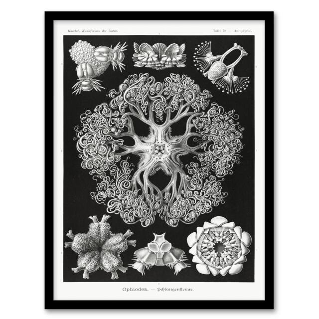 Ernst Haeckel Framed Wall Art Ophiodea Brittle Stars Illustration Home Décor