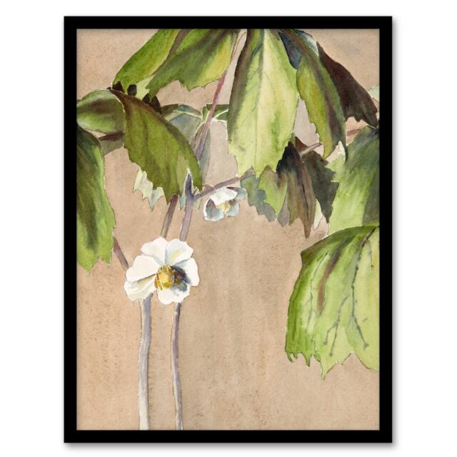 Hannah Borger Overbeck Framed Wall Art May Apple Flower Watercolour Home Décor