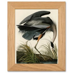 John James Audubon Great Blue Heron Art Oak Wood Framed Wall Print