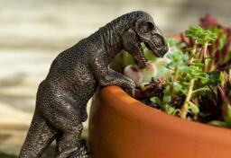 Tyranasaurus Rex Plant Pot Hanger Bronze