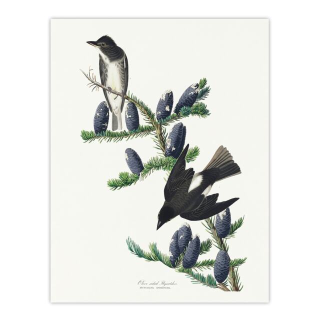 "Olive Sided Flycatcher Bird on Fir Tree Audubon Wall Art Poster Print 12X16"""
