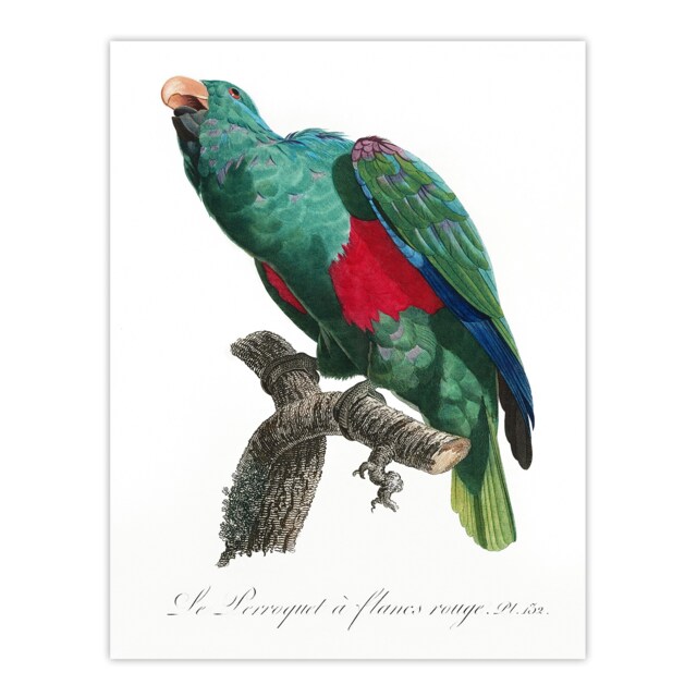 "Eclectus Roratus Parrot Francois Levaillant Huge Wall Art Poster Print 24X32"""
