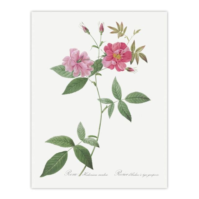 "Hudson Rosehip Botanical Redoute Vintage Huge Wall Art Poster Print 24X32"""