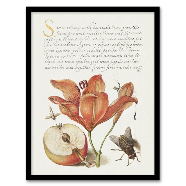 "Insects Orange Lily and Apple Calligraphy Framed Wall Art Print 12X16"""
