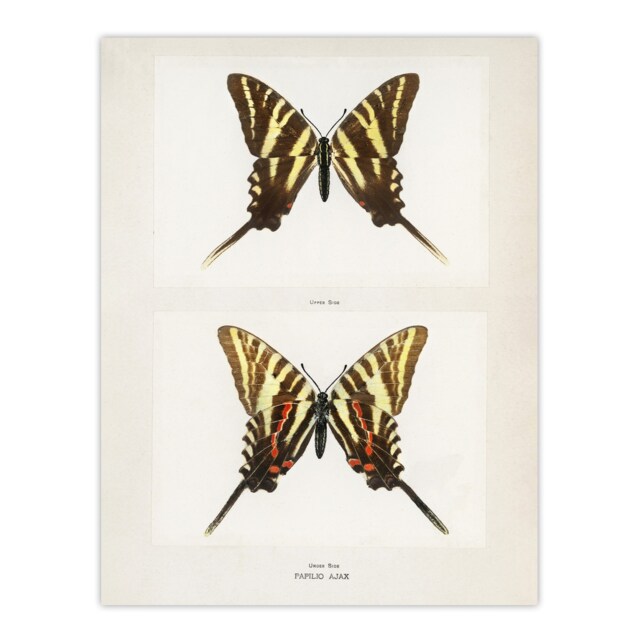 "Papilio Ajax Butterfly Vintage Artwork Denton Wall Art Poster Print 12X16"""