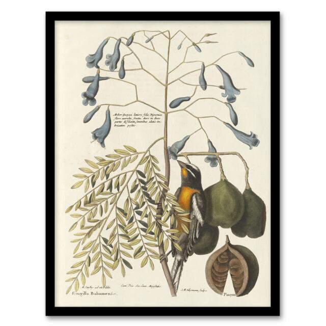 "Vintage Bird and Plant Illustration Catesby Framed Wall Art Print 12X16"""