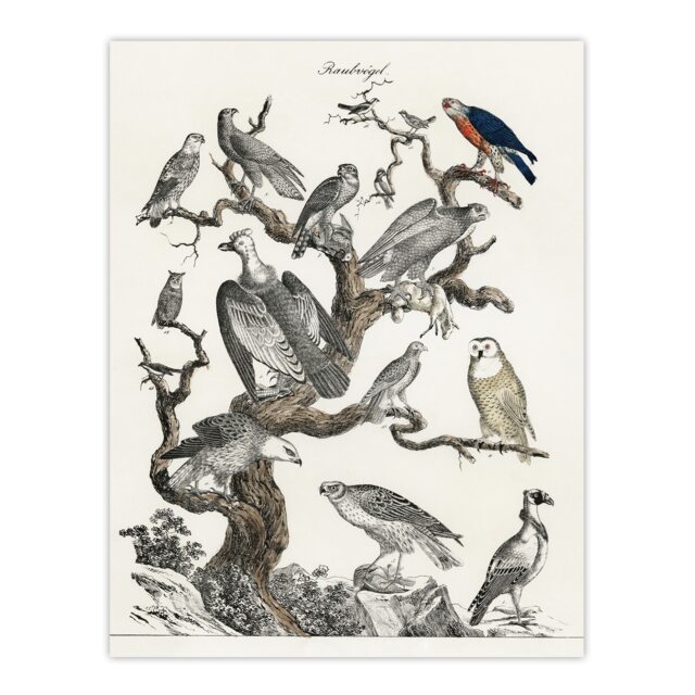 "Birds Eagle Hawk Owl on Tree Vintage Nature Huge Wall Art Poster Print 24X32"""