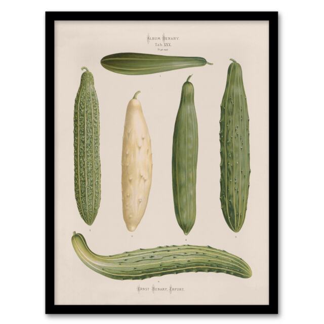 Ernst Benary Trellis Frame Cucumber Varieties Framed Wall Art Picture Print A3