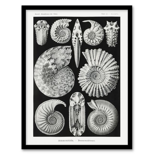 "Ammonite Fossil Cephalopods Haeckel Botanical Framed Wall Art Print 12X16"""