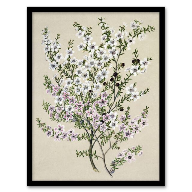 "New Zealand Manuka Flowering Plant Featon Framed Wall Art Print 12X16"""