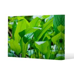 Green leaf background abstract of nature (Canvas Print) / 31 x 41 x 4cm Multi