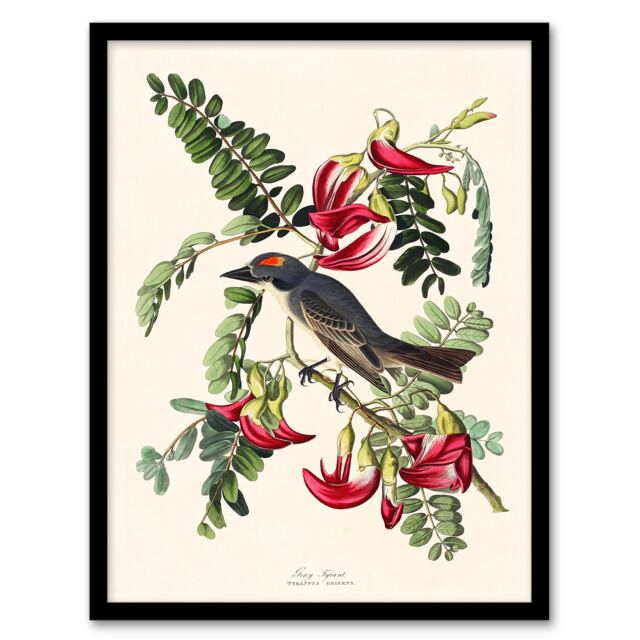 John James Audubon Framed Wall Art Birds of America Piping Flycatcher Home Décor