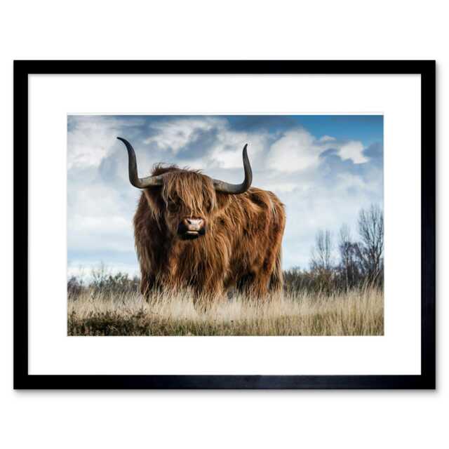 "Animal Photograph Scottish Highland Coo Hairy Cow 9x7"" Black Framed Wall Art Print"