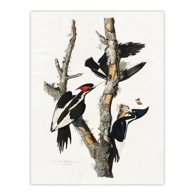 Ivory Billed Woodpecker Audubon Nature Huge Wall Art Print 18X24 In