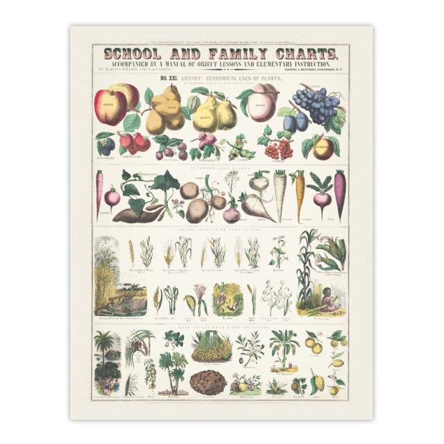 "School and family chart No XXI Calkins Huge Wall Art Poster Print 24X32"""