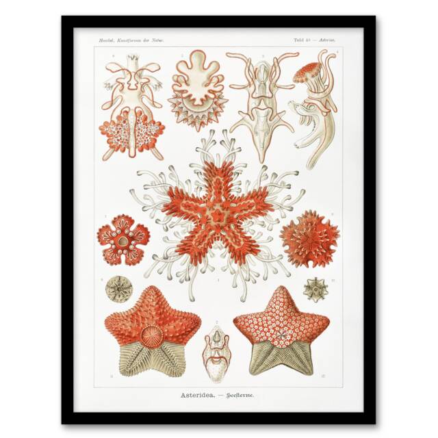 "Asteroidea Starfish Sea ocean Haeckel Botanical Framed Wall Art Print 12X16"""